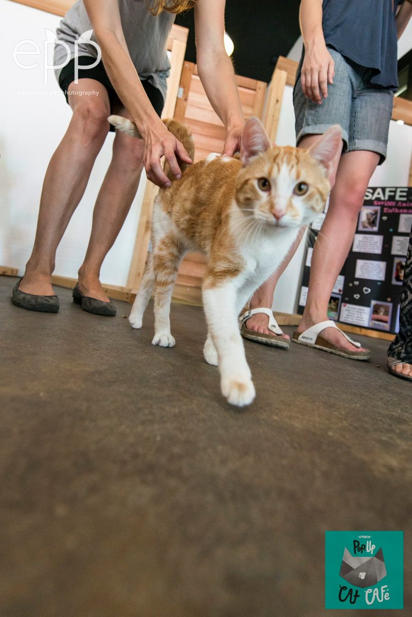 edmontoncatcafe's tweet photo. Let's find Carlos a home in time for xmas. He was at July's cafe with @SAFEteamrescue - as you can see he's friendly, relaxed &amp; adorable. https://t.co/ELDwyipQyU