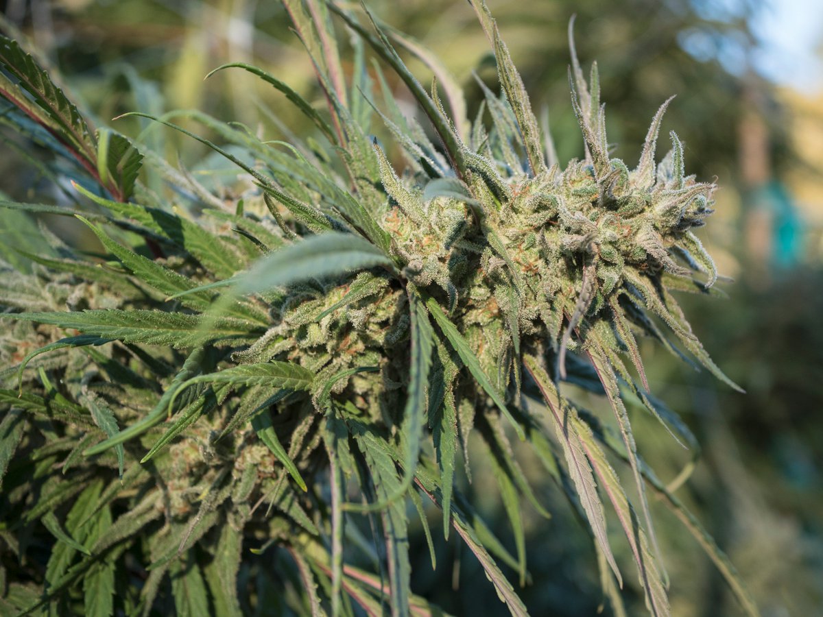 Feature: Blue Dream. Blue Dream X [BD X (BD X OG Chem)] (BX2). The second bx on our journey to improve upon the famous clone in seed form.