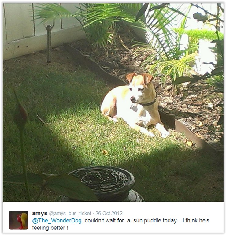 The_WonderDog's tweet photo. https://t.co/g8yrZYUJaO