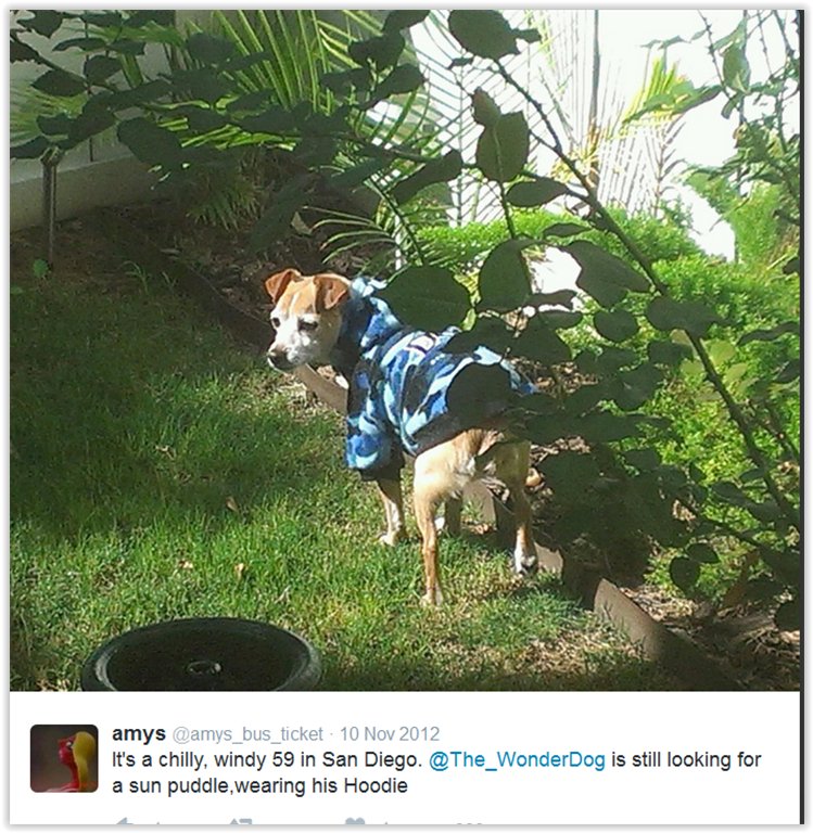 The_WonderDog's tweet photo. https://t.co/DNlXJAhSpf