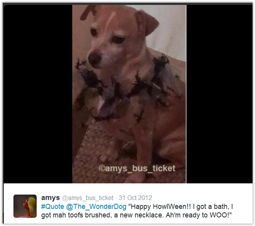 The_WonderDog's tweet photo. https://t.co/DNlXJAhSpf