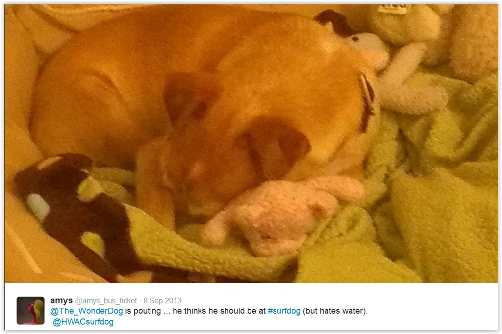 The_WonderDog's tweet photo. https://t.co/9aPUHozvT0