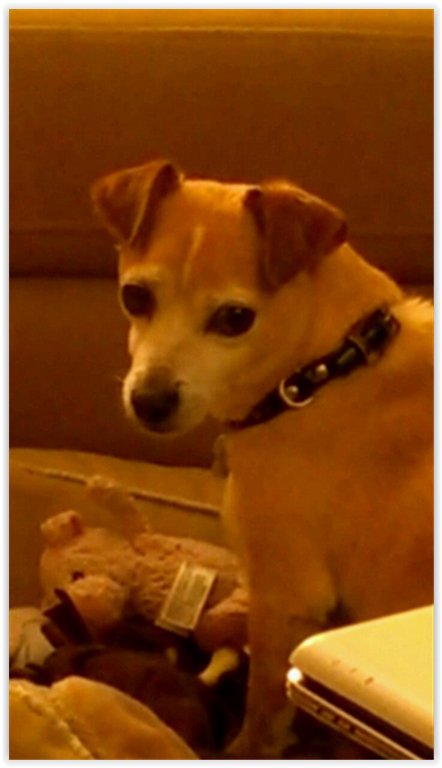 The_WonderDog's tweet photo. https://t.co/9aPUHozvT0