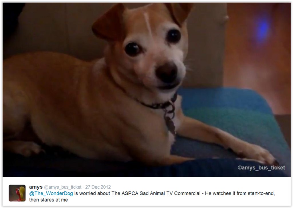 The_WonderDog's tweet photo. https://t.co/Wwxxwcmkhx