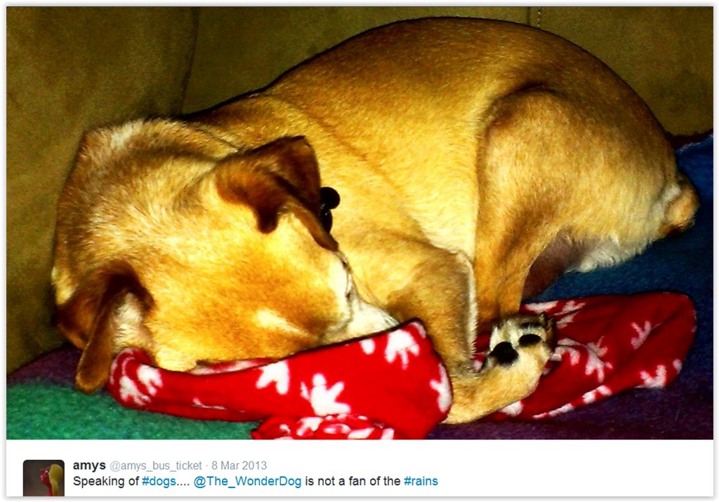 The_WonderDog's tweet photo. https://t.co/Wwxxwcmkhx