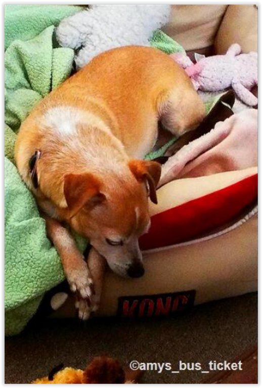 The_WonderDog's tweet photo. https://t.co/Ih0e43hcYE