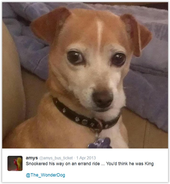 The_WonderDog's tweet photo. https://t.co/Ih0e43hcYE