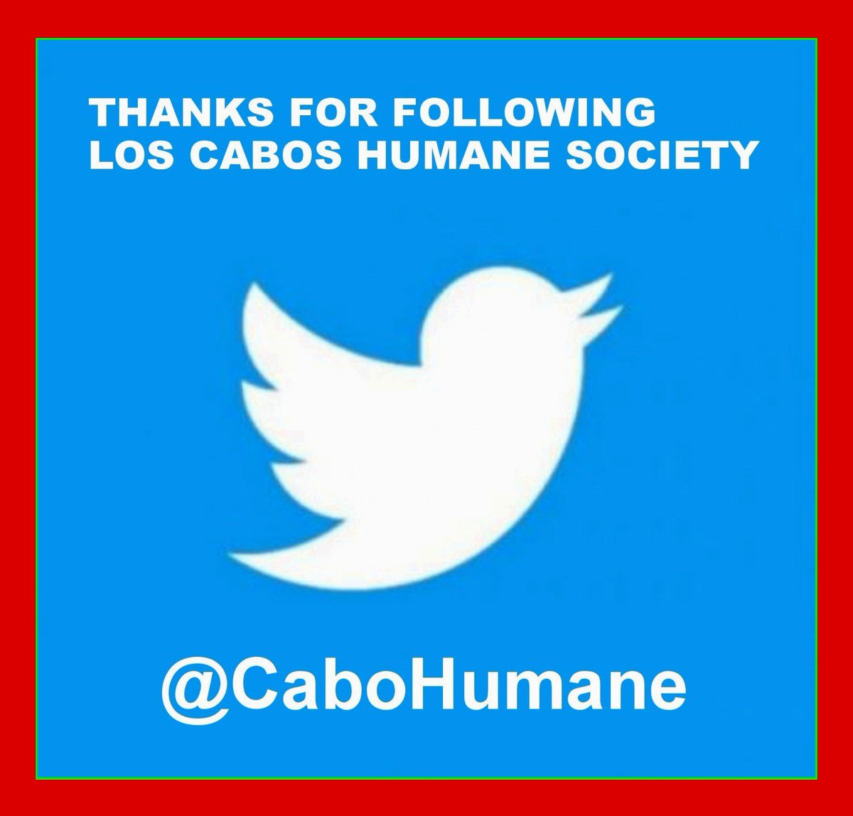 cabohumane's tweet photo. THANKS FOR FOLLOWING LOS CABOS HUMANE SOCIETY
https://t.co/iQfgWCvZHg https://t.co/KqO5G4m7PN