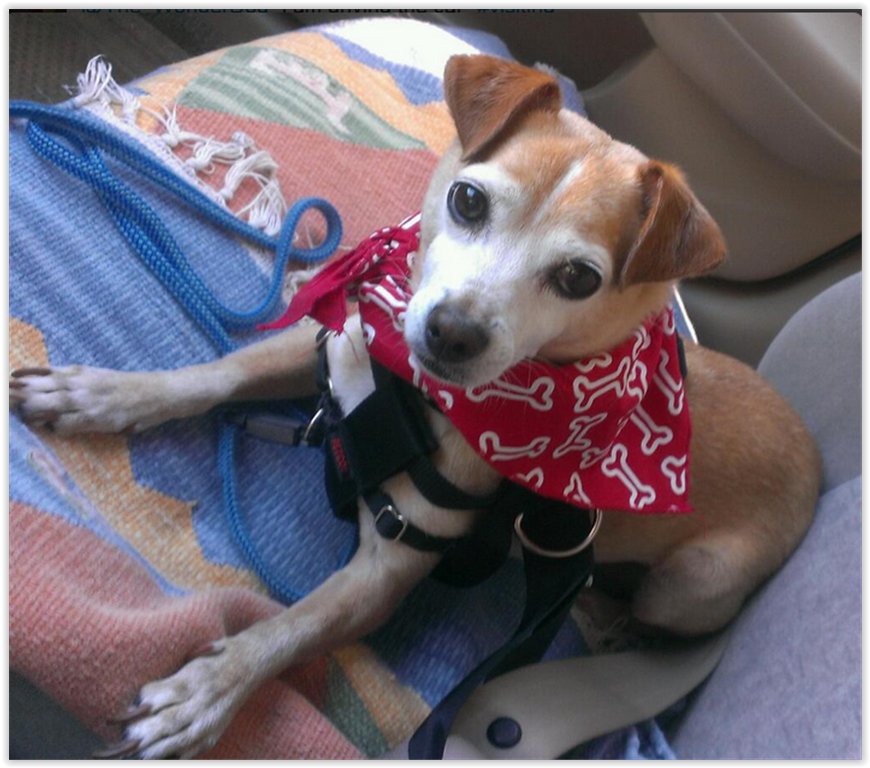 The_WonderDog's tweet photo. https://t.co/LxxxmrDvf8
