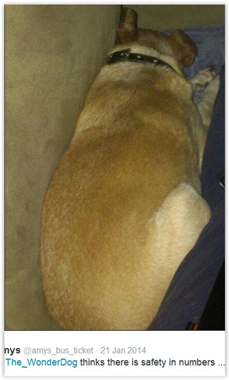 The_WonderDog's tweet photo. https://t.co/hcFIWTUWvI