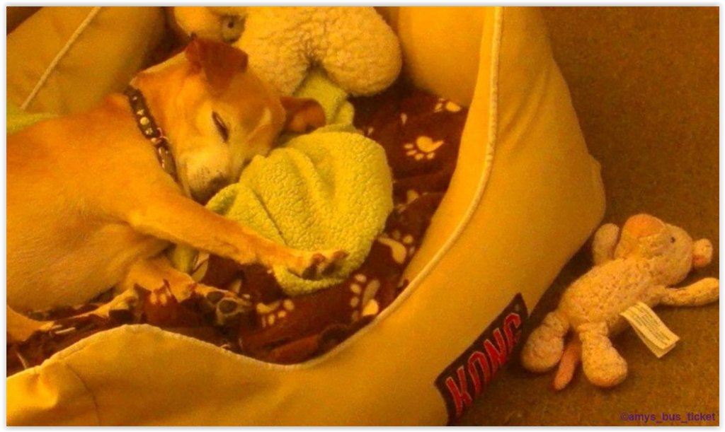 The_WonderDog's tweet photo. https://t.co/hcFIWTUWvI