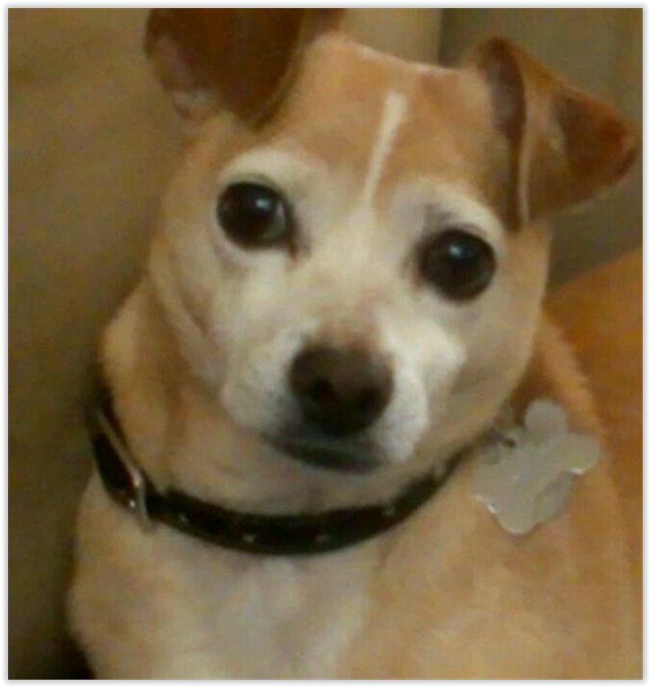 The_WonderDog's tweet photo. https://t.co/zXbJ91GmPb