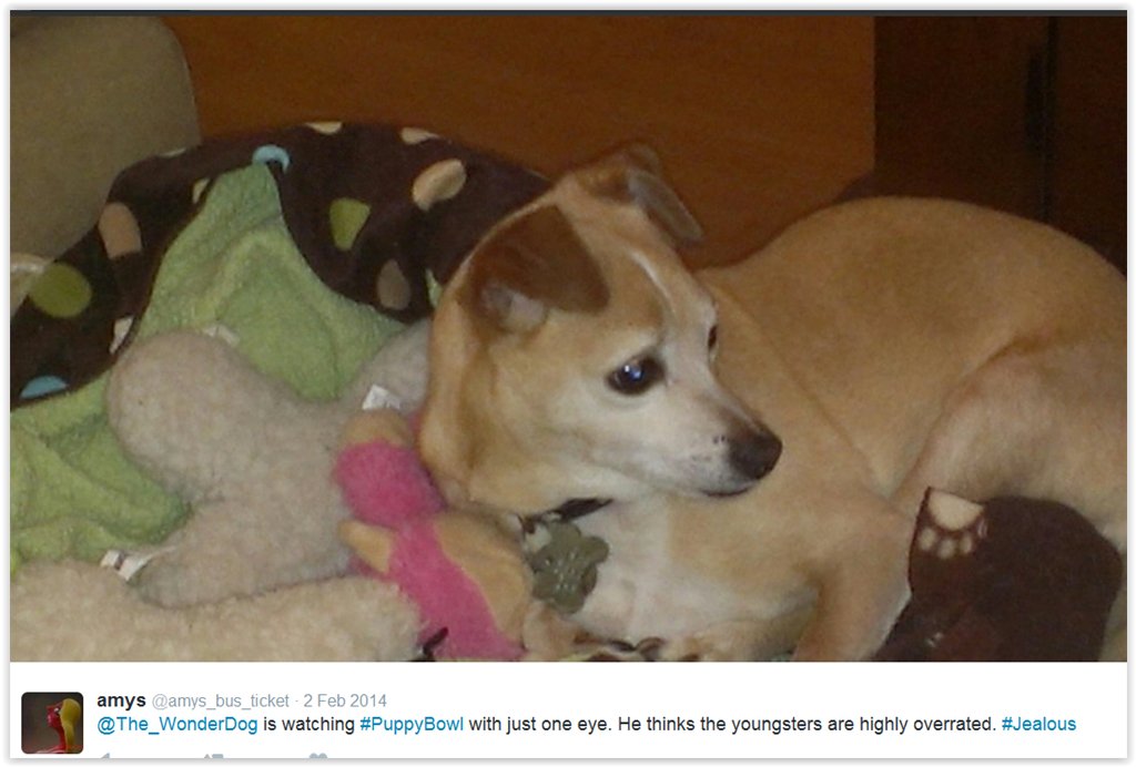 The_WonderDog's tweet photo. https://t.co/zXbJ91GmPb
