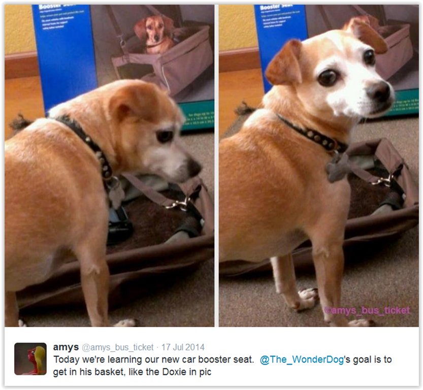 The_WonderDog's tweet photo. https://t.co/oN1MCytrqW