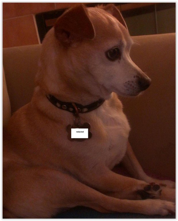 The_WonderDog's tweet photo. https://t.co/oN1MCytrqW