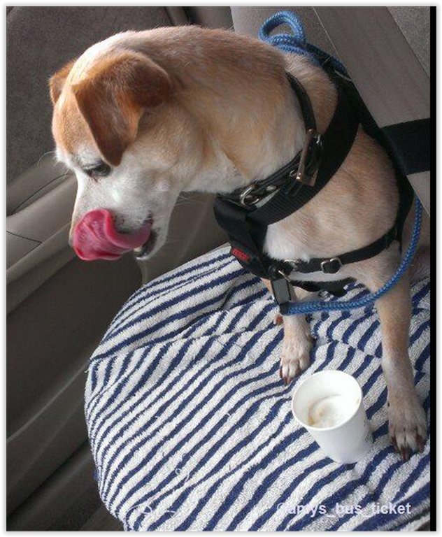 The_WonderDog's tweet photo. https://t.co/oN1MCytrqW