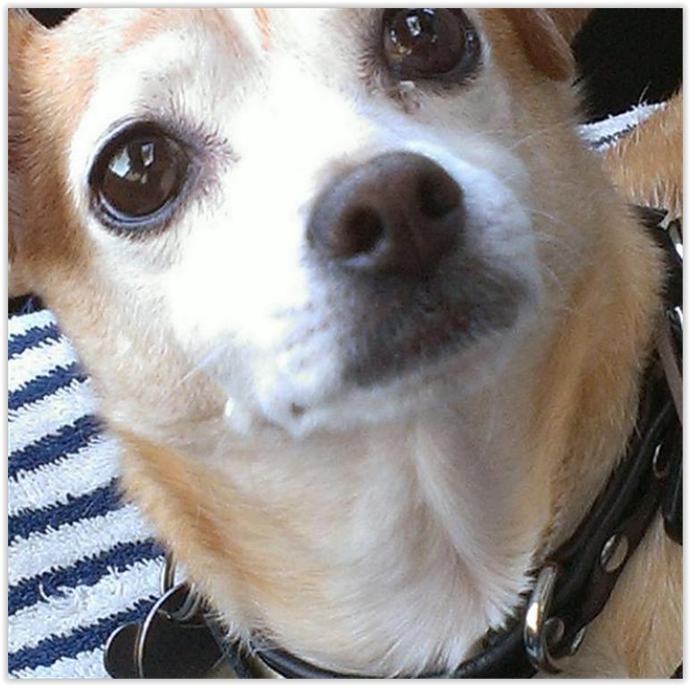 The_WonderDog's tweet photo. https://t.co/oDOtdSirL2