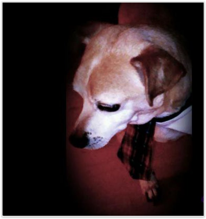 The_WonderDog's tweet photo. https://t.co/QCe4wdtg18
