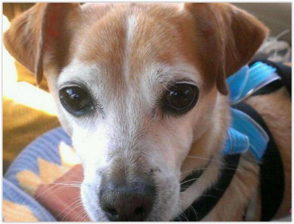The_WonderDog's tweet photo. https://t.co/anoiCf0iOG