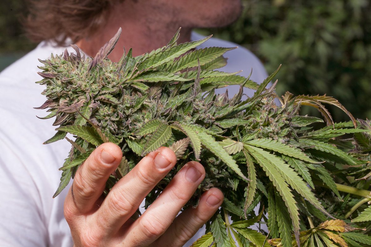 On this day 83 years ago, the US voted to repeal alcohol prohibition.

Isn’t it time we do the same with marijuana?

Retweet if you agree.
