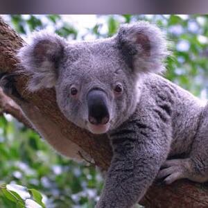 Sabustros's tweet photo. Le regard de l'étonnement du Monde devant le Monde. #Koala #Koaling @savethekoala https://t.co/4a28sxFHpu