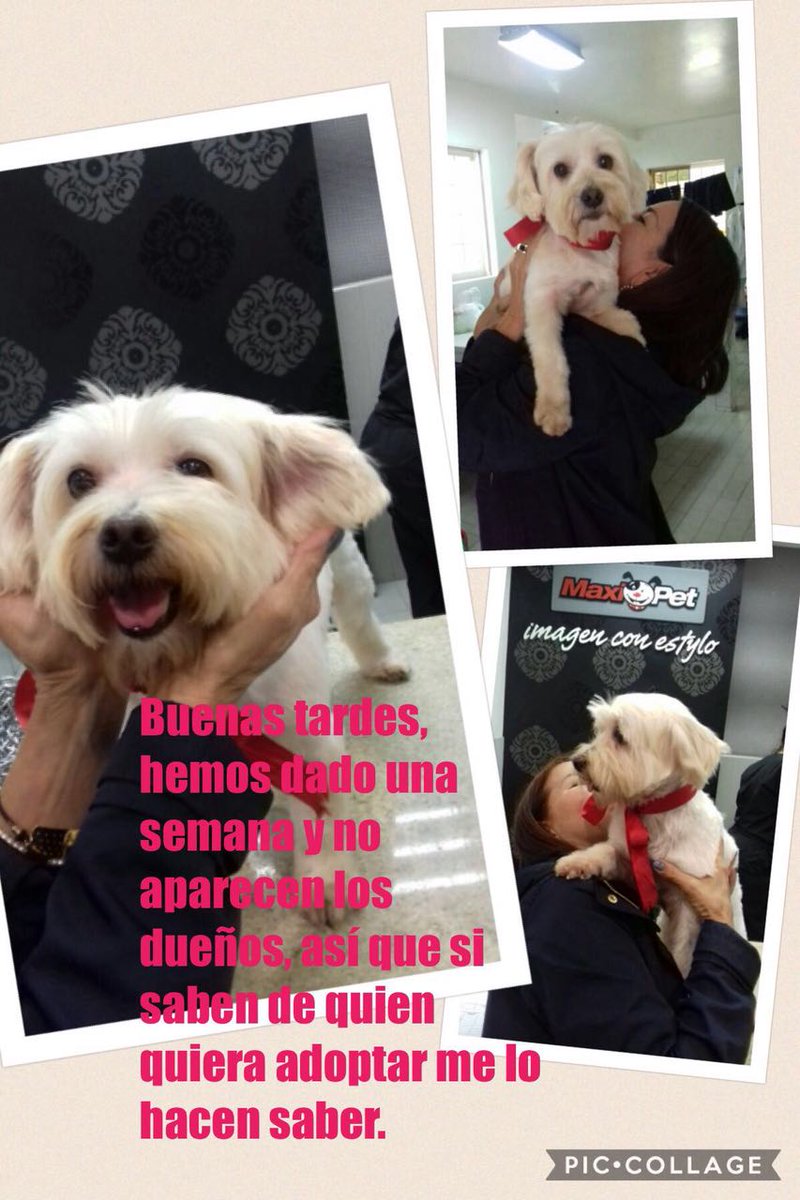 PerroUsuario Wof '•' tweet media