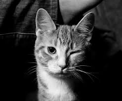 CaoOpiniao's tweet photo. - Não venha atrapalhar meu futuro quando se tornar meu passado! https://t.co/uT6s71V4Ti