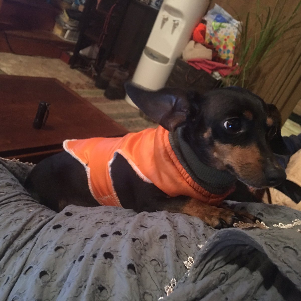 MollybDog's tweet photo. My arch frie-enemy Rosie modeled her hunting season coat. https://t.co/K0pXPGgz7E