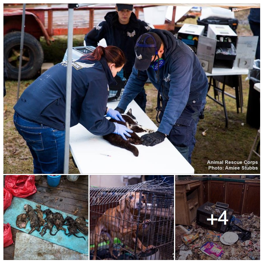 ARCorps tweet picture
