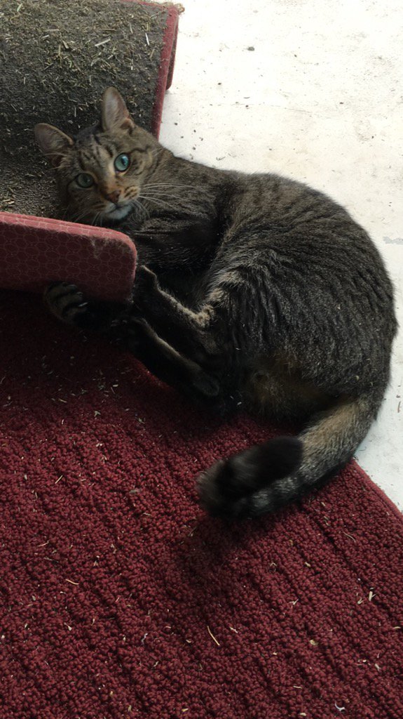 DianeEarnhardt's tweet photo. Ms Chante' excited about #MNF ๐ ๐ป๐พ๐ป #CatnipIncluded๐ณ๐ป๐พ๐ป๐น๐น https://t.co/Tqn4TtSX3k