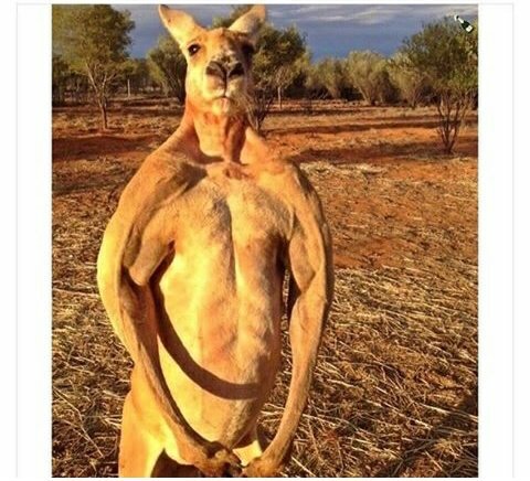 KvMeYA's tweet photo. @booba  Kangouron MDR https://t.co/PSxriBMZsA
