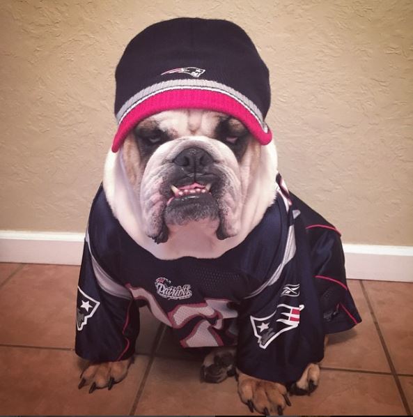 MansBestFan's tweet photo. @Edelman11 @DionLewisRB @LG_Blount Give some love to Butch, showing off his @MansBestFan swag gear, benefiting the @aspca &amp; no-kill shelters https://t.co/ztSWibhL49