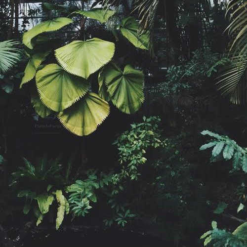 #plantsinfocus
#fashion #style #stylish #hair #hairstyle #nails #nail #makeup #tattoo #tattoos #piercing #piercings