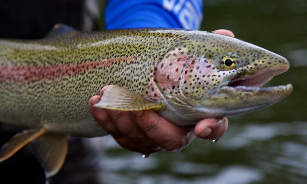 thefishinglife's tweet photo. #leopardrainbow https://t.co/l1EPscXQrH