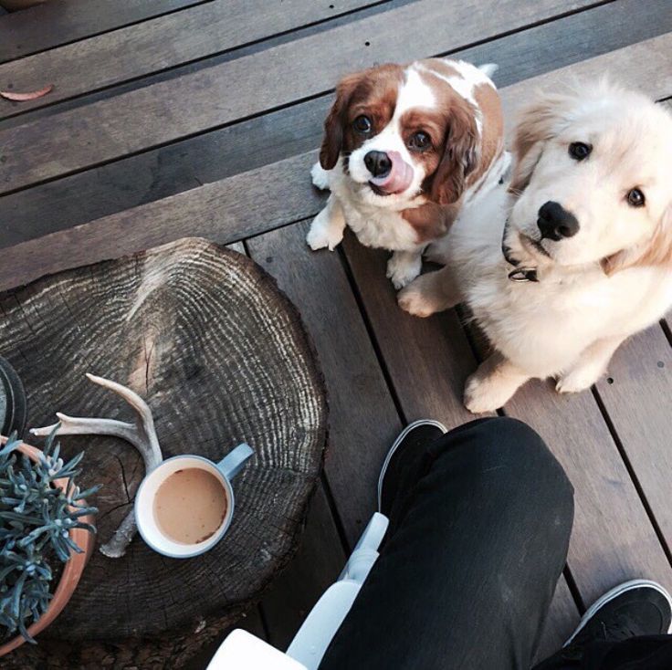 Can I haz some please? #dogsoftwitter #cuteness