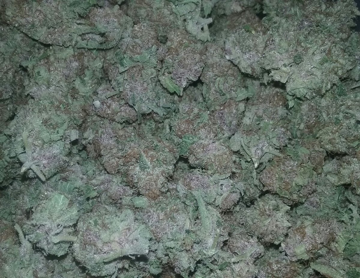 Melvanetics2's tweet photo. #MelsOrange No 1 trimmed and headed to the jars. #Melvanetics #femalecannabisbreeder #budporn #potporn #nugporn #growyourown https://t.co/s7YbA3Vjr3