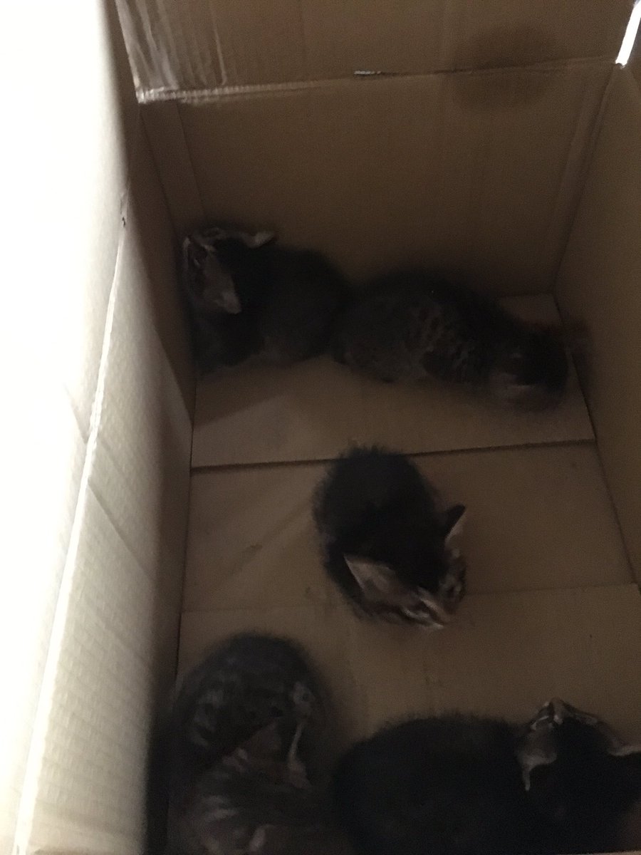 maru09098's tweet photo. 子猫   めっちゃ可愛いので拾ってくれる人いたら言ってください https://t.co/0YpvZffZXK