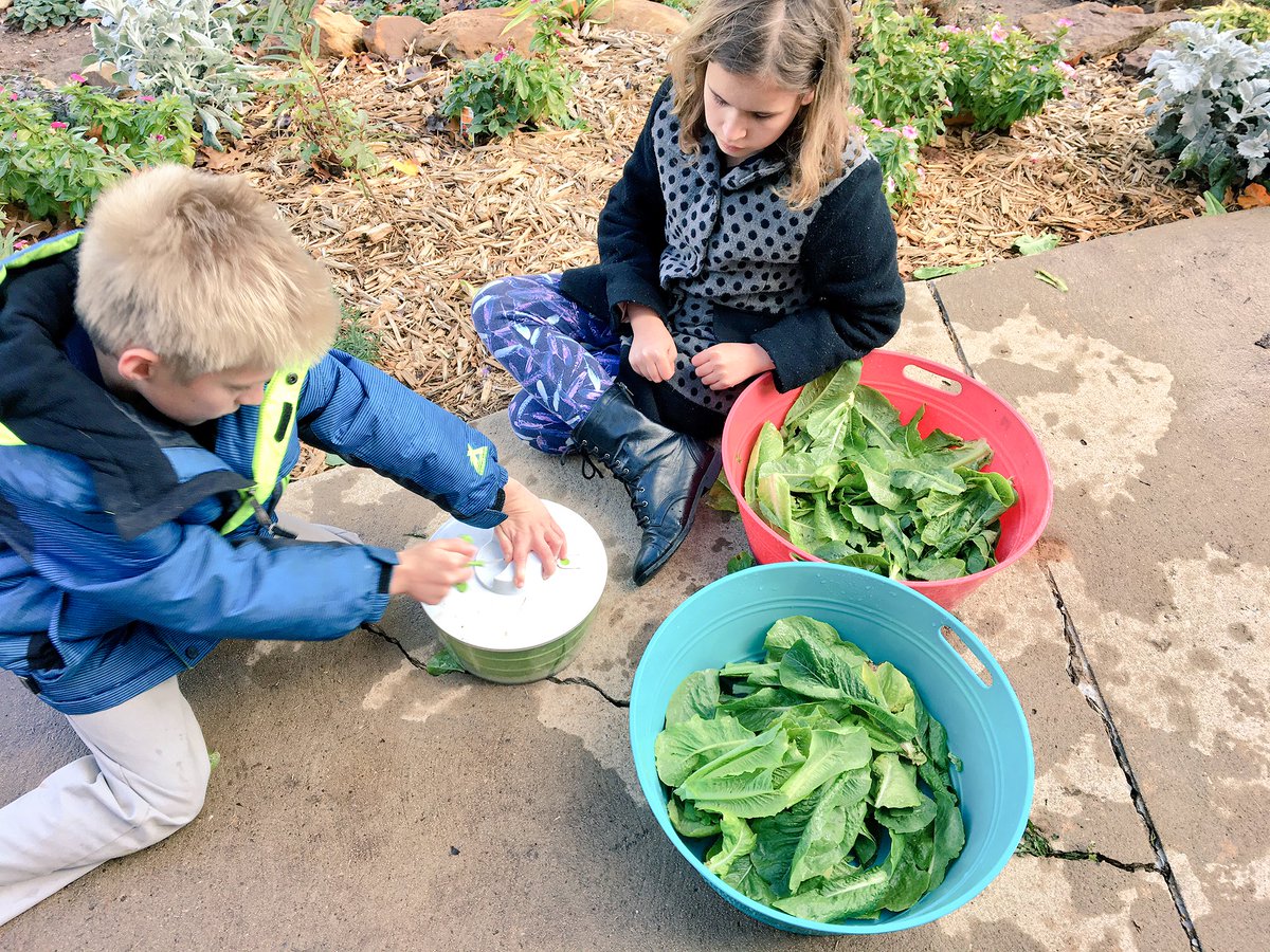 bulldoggarden's tweet photo. 6th grade harvests and enjoys trying several lettuces, radishes, and peppers. #schoolgarden #KidsDoLoveVeggies @OKCHarvest https://t.co/UhdeM00dfm
