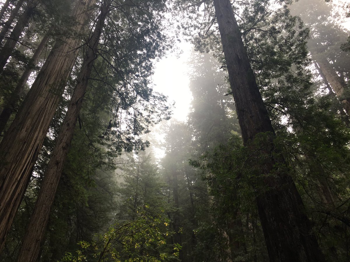 kleonard30's tweet photo. Having withdrawals from the this magnificent forest, itchin for an adventure🌌🌚🌲 https://t.co/XKivsxiJRB