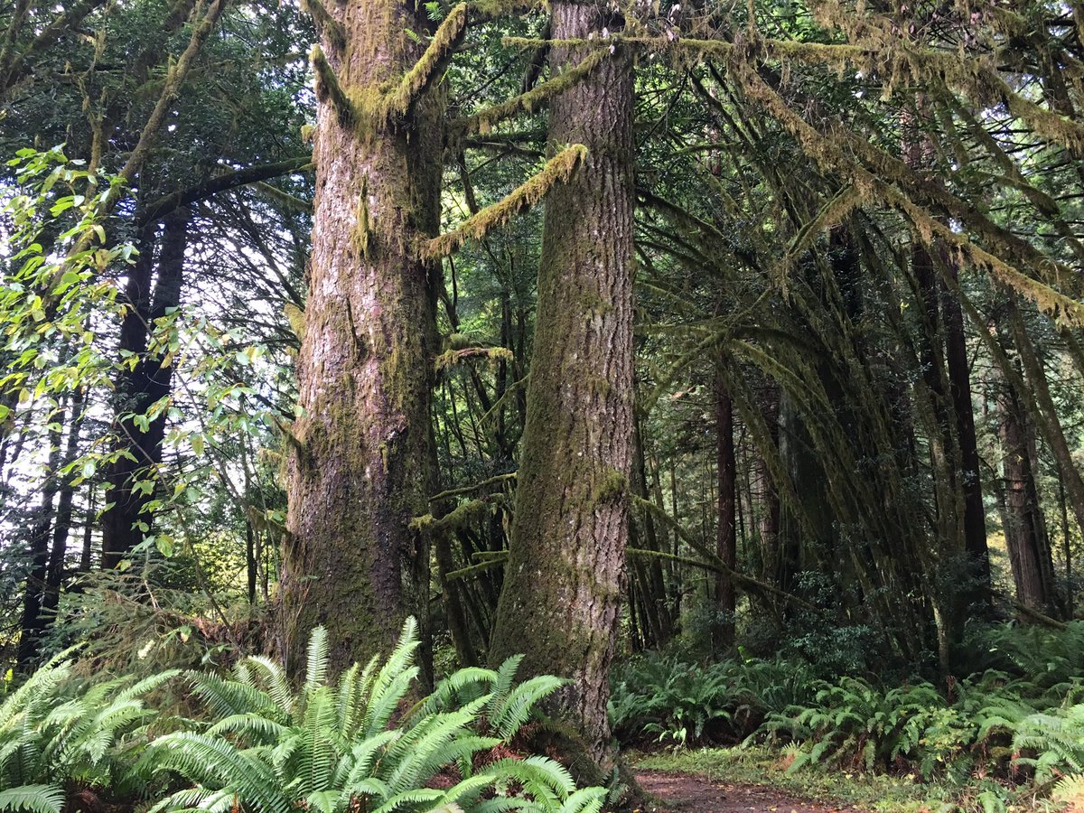 kleonard30's tweet photo. Having withdrawals from the this magnificent forest, itchin for an adventure🌌🌚🌲 https://t.co/XKivsxiJRB