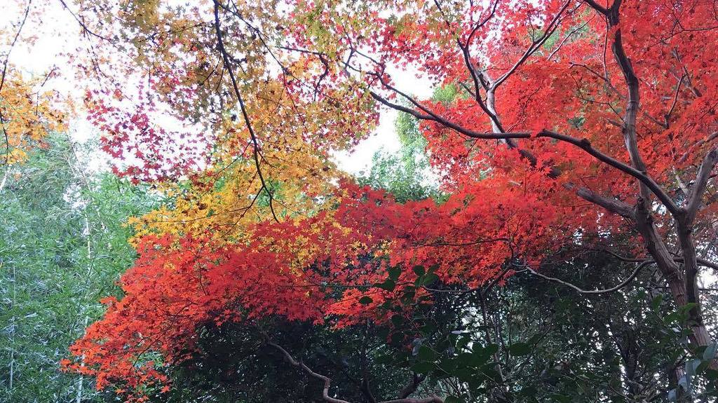 jp_manual's tweet photo. 厭離庵、紅葉も見納め。
Enrian Temple(Arashiyama, Kyoto)
#京都 #嵐山 #厭離庵 #enrian #紅葉 https://t.co/bFh9R9XLBf https://t.co/Snkjpo7Hfi
