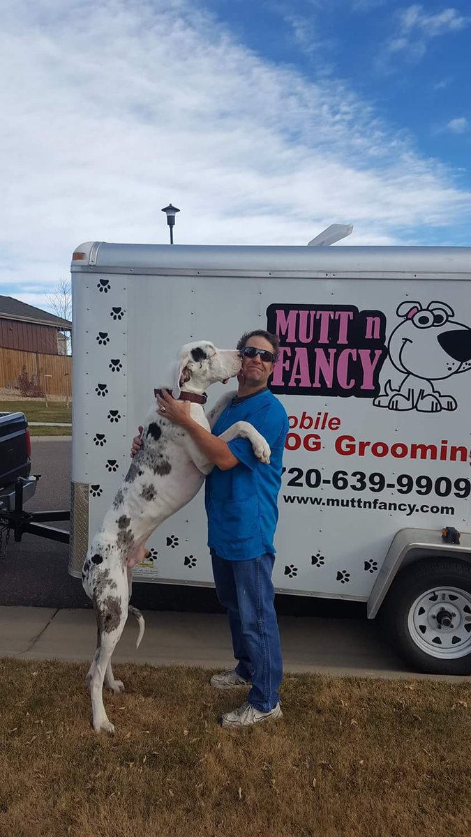 MuttNFancy's tweet image. Moose the #greatdane after a day at @muttnfancy