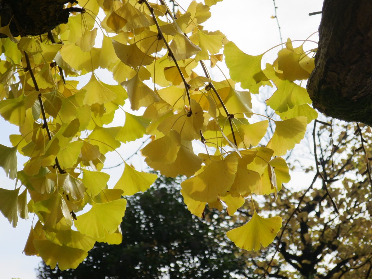 ところで、イチョウは1～2億年前に繁栄し、哺乳類や鳥類といった分類