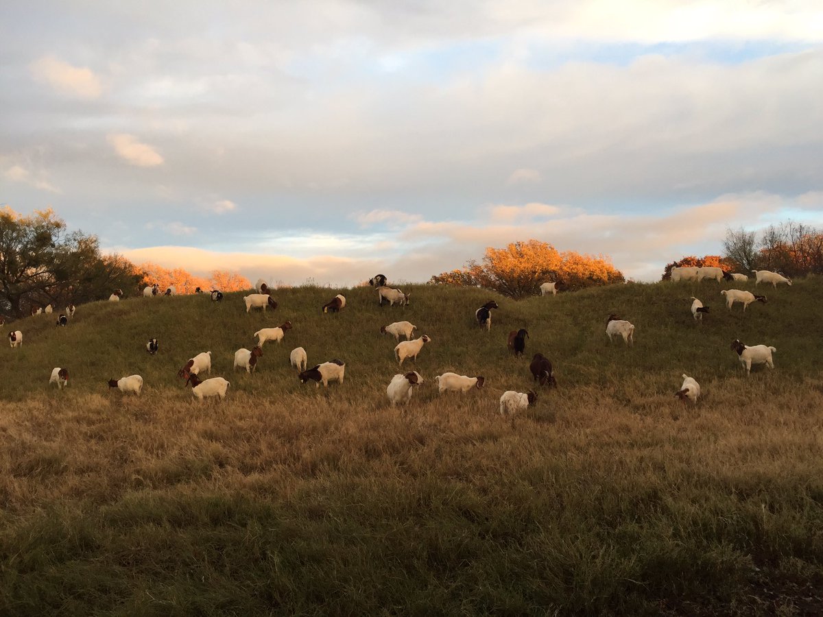 RentARuminantTX's tweet photo. Hillside munching. #rentagoat #rentaruminant #rentaruminanttexas #rentagoattexas https://t.co/24mElDem3y