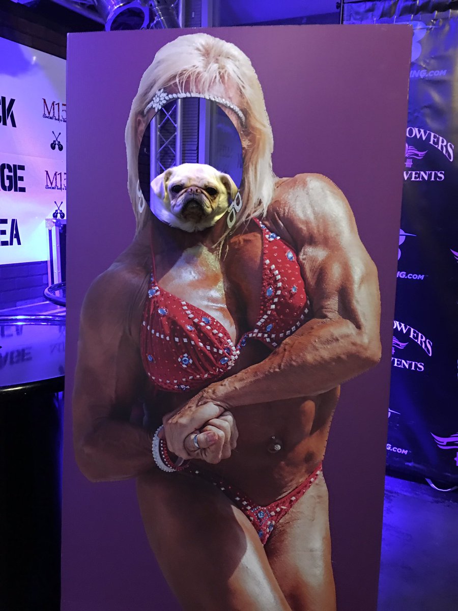 GidgetsFanPage's tweet photo. Working On My Inner Strength To Expand My Head To Fit My Body 💪🙀#laurenpowersclassic #speakpug #brusurfca #masawesomer https://t.co/MWwzyYTinA