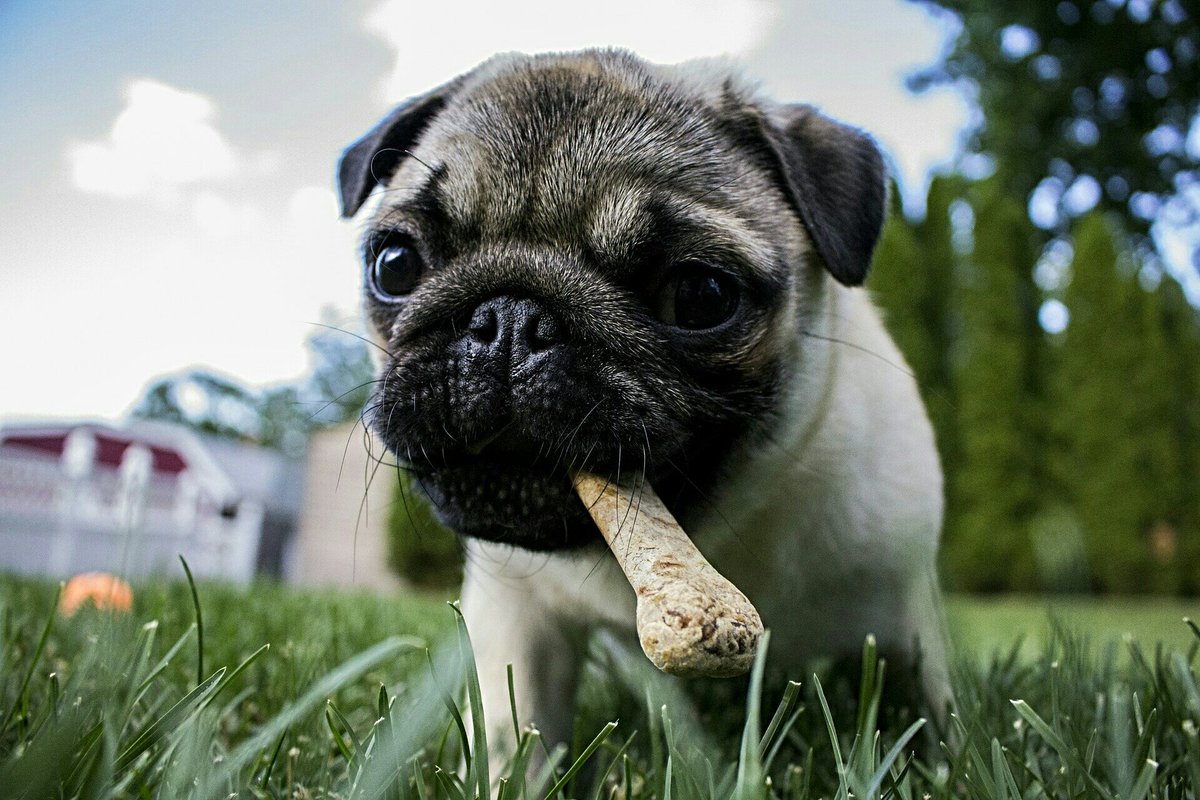 UKUSCAdoggie's tweet photo. My bone!
#giveadogabone #dogtreats #doglovers https://t.co/vVcODU8EZR