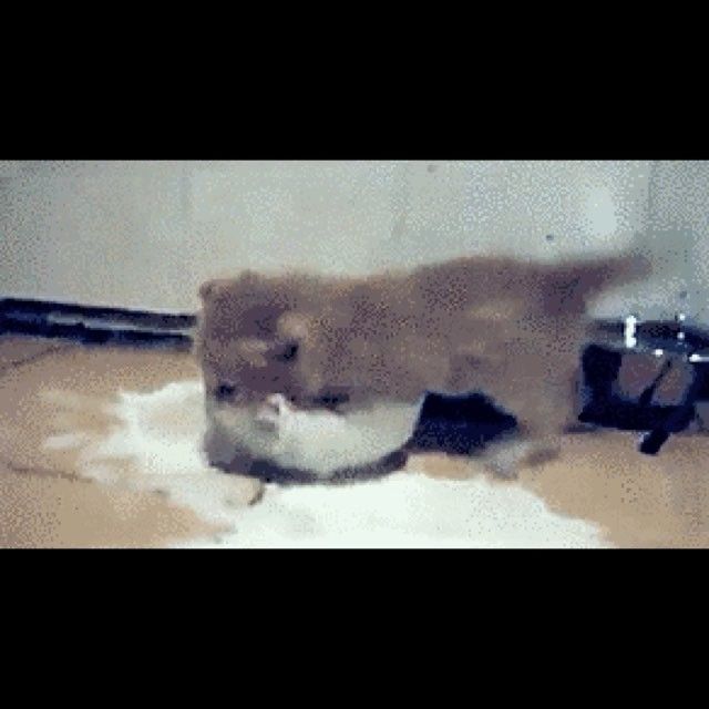 Do you follow me on #Instagram? See what fuckery I post: https://t.co/WNPuKRuDJf  #DDlg #kittenplay #bdsm<a href="/tag/instagram"class="tags">#Instagram</a><a href="/tag/bdsm"class="tags"><span>#bdsm</span></a><a href="/tag/pornstar"class="tags"><span>#pornstar</span></a><a href="/tag/ddlg"class="tags"><span>#ddlg</span></a><a href="/tag/kittenplay"class="tags"><span>#kittenplay</span></a>