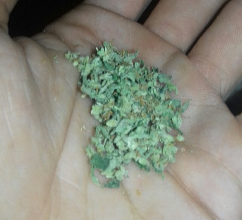 GreenMotah tweet media