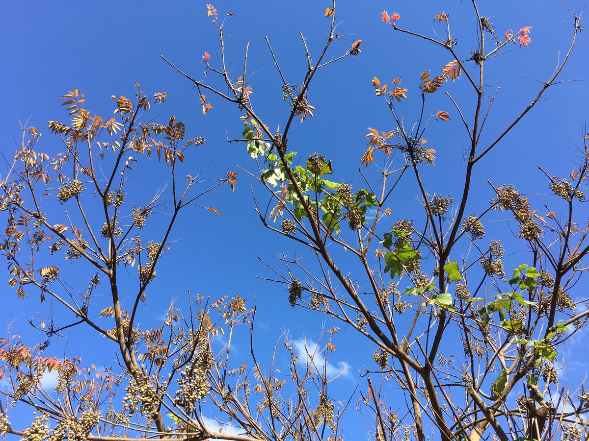 itoshimasimple's tweet photo. 栴檀の実もかわいい季節。 https://t.co/bD08aTxduI