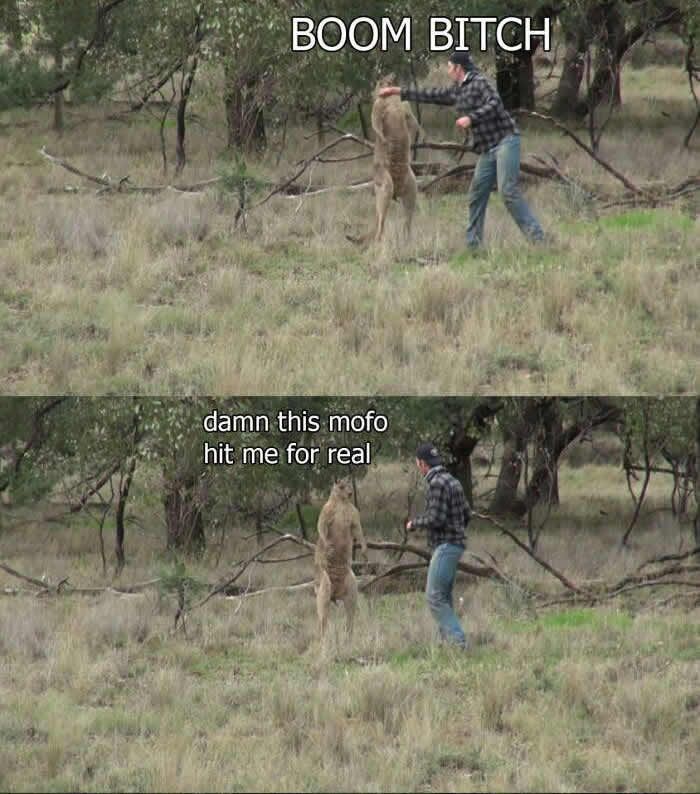 9GAG's tweet photo. On the next episode of Man vs Roo
https://t.co/VYfWhYMBlq https://t.co/duVw8xyTsy